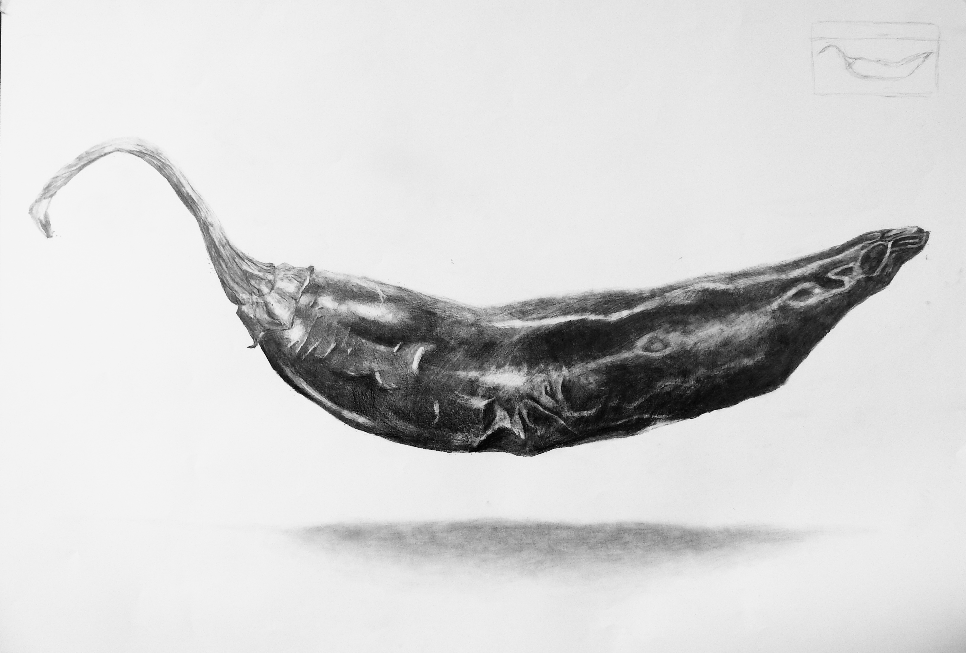 drawings — N° 2 — Study of a Chili Pepper — graphite on paper, 2022